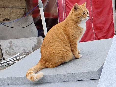 57e2f636a595582f70011675741f04e8ae676777