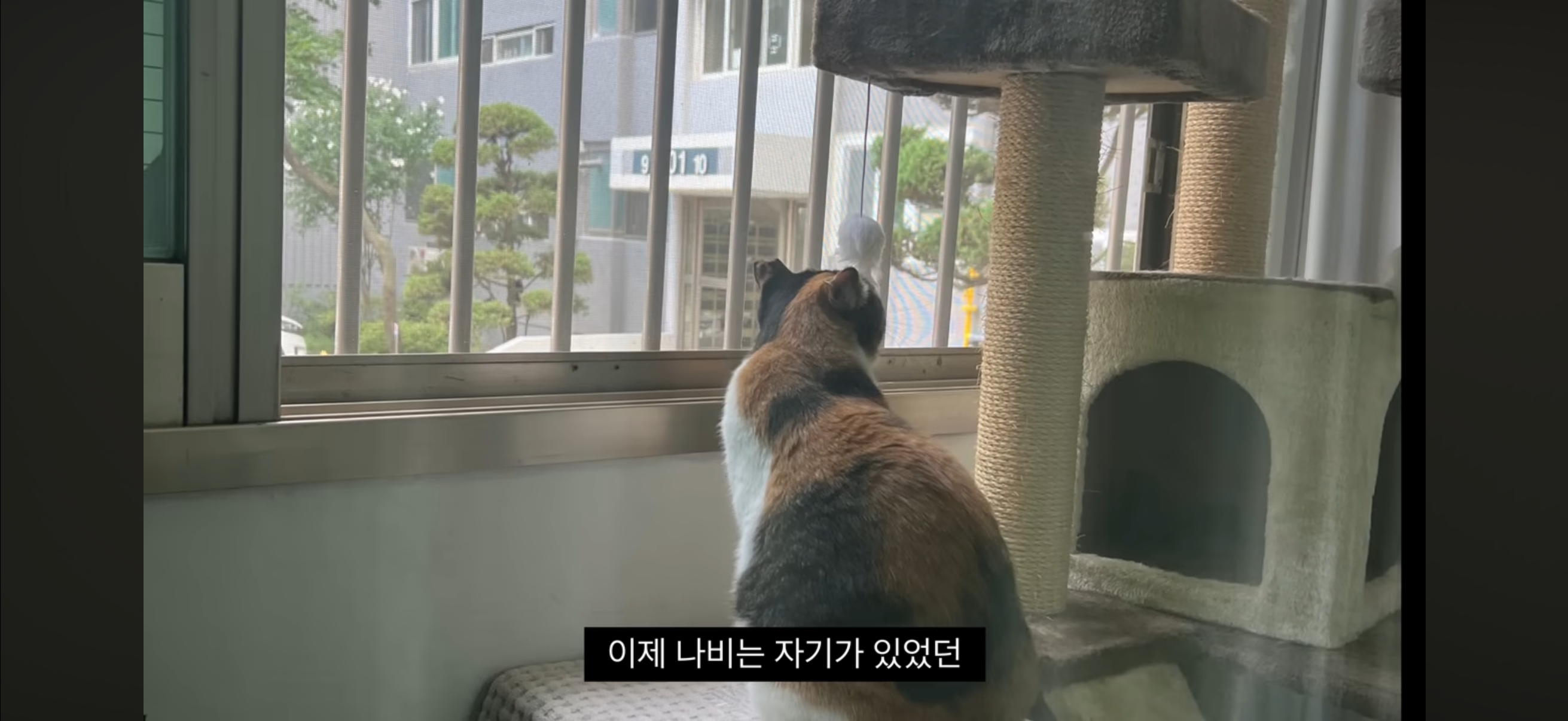 7년간 매일 나를 기다리던 길냥이(해피엔딩💕) | 인스티즈