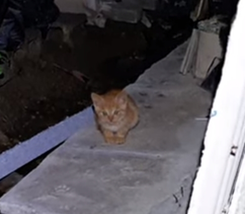 [매탈남] 살고 싶어서 새벽 2시에 찾아온 새끼 고양이 | 인스티즈