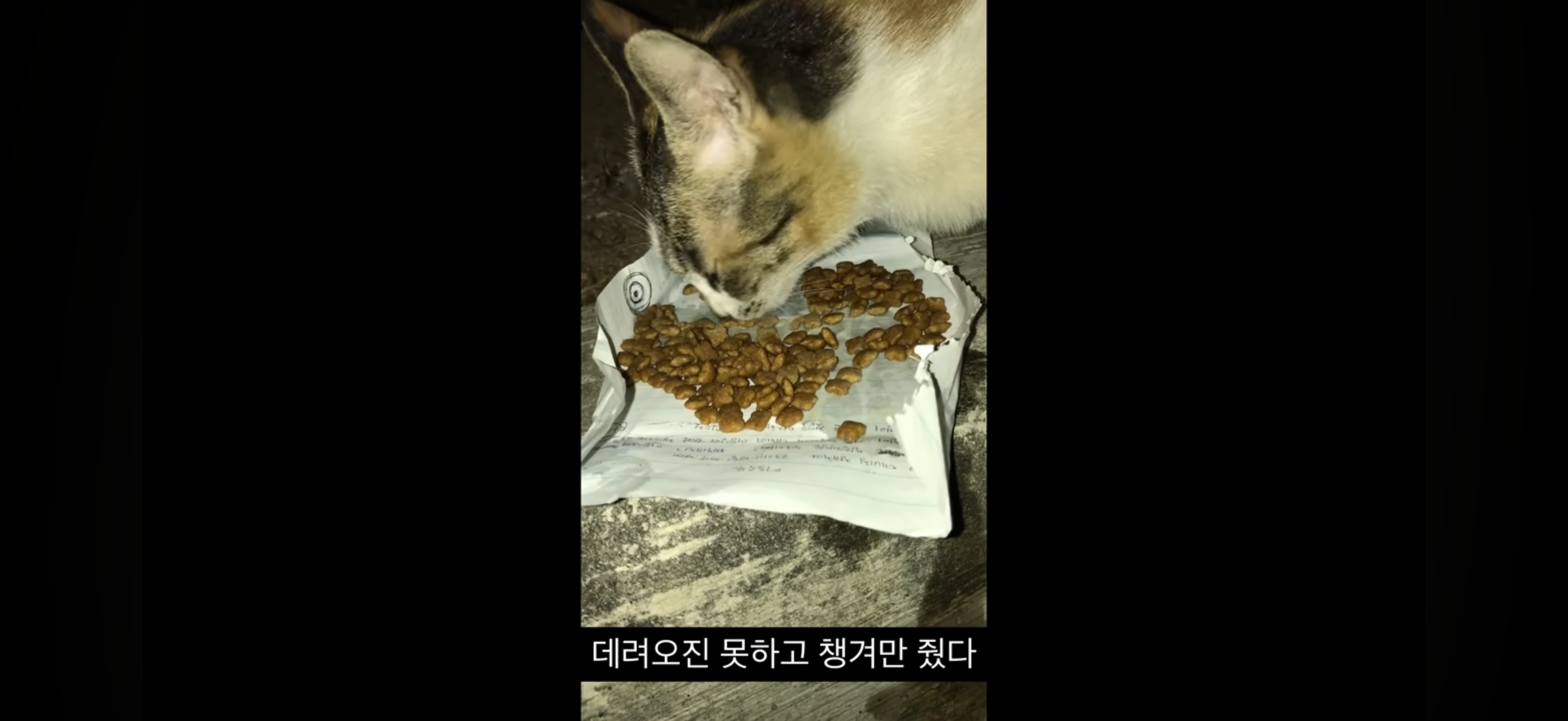 7년간 매일 나를 기다리던 길냥이(해피엔딩💕) | 인스티즈