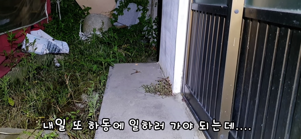 [매탈남] 살고 싶어서 새벽 2시에 찾아온 새끼 고양이 | 인스티즈