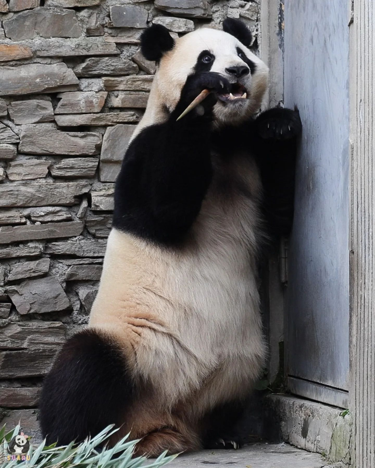 매점에서 코 쓰다듬받고 죽순 받아먹은 푸바오 | 인스티즈