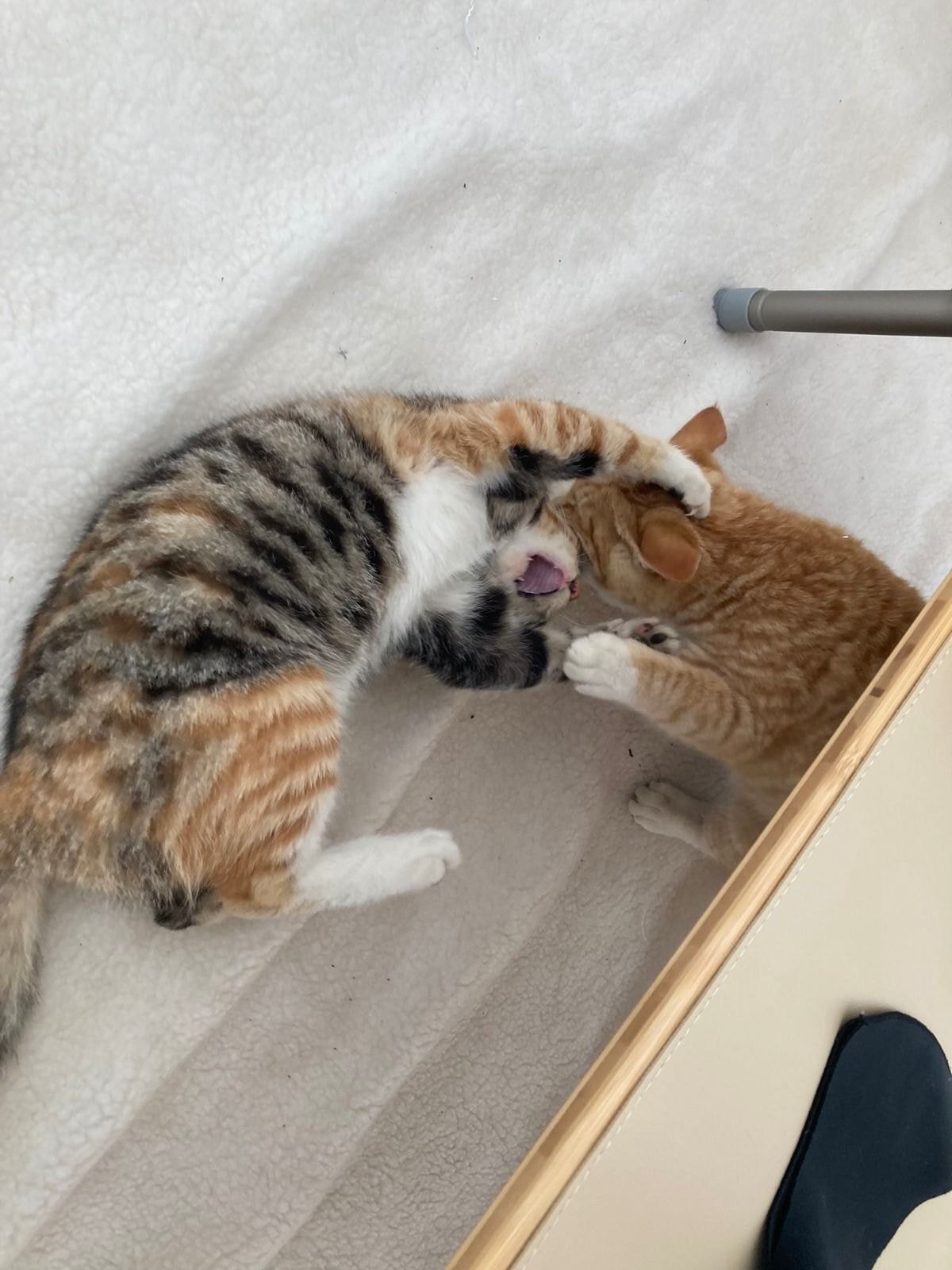 캠핑하러 왔다가 맹수들한테 집 습격당함 ㅜㅜ.twt | 인스티즈