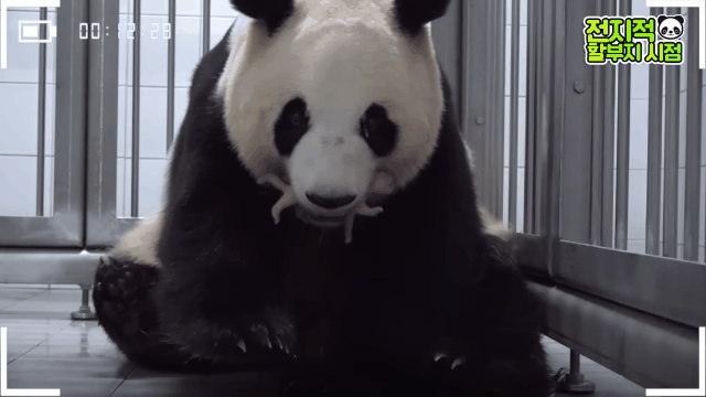 푸바오 출산때와 180도 달라진 아이바오.GIF | 인스티즈