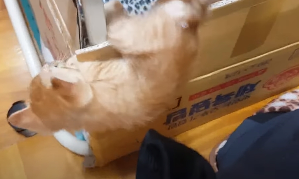 [매탈남] 고알못 집사한테 진심인 아기고양이.jpg | 인스티즈