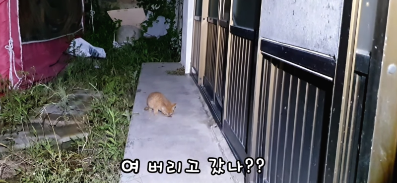 [매탈남] 살고 싶어서 새벽 2시에 찾아온 새끼 고양이 | 인스티즈