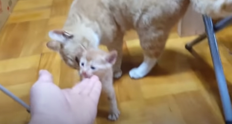 [매탈남] 고알못 집사한테 진심인 아기고양이.jpg | 인스티즈
