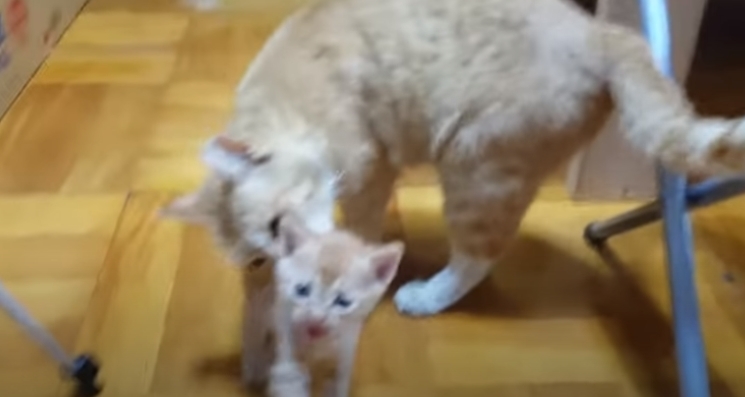 [매탈남] 고알못 집사한테 진심인 아기고양이.jpg | 인스티즈