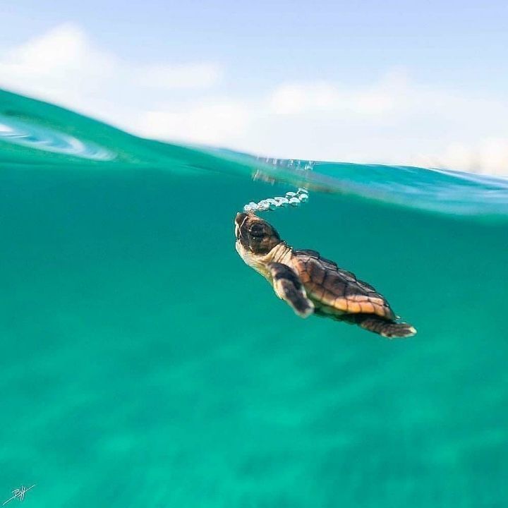 마음이 몽글몽글해지는 아기바다거북이 | 인스티즈