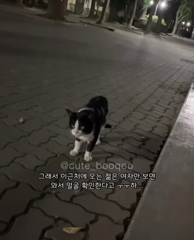 고양이가 가까이 와서 얼굴 확인한 이유 | 인스티즈