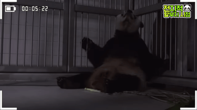 푸바오 출산때와 180도 달라진 아이바오.GIF | 인스티즈