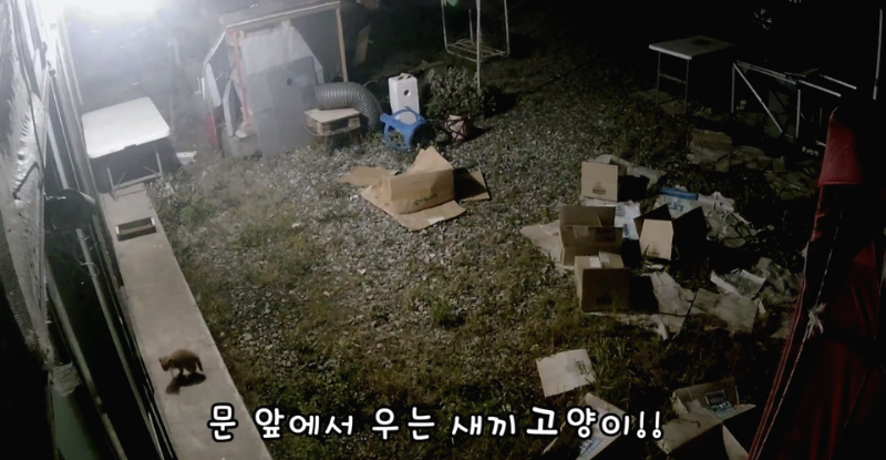 [매탈남] 살고 싶어서 새벽 2시에 찾아온 새끼 고양이 | 인스티즈
