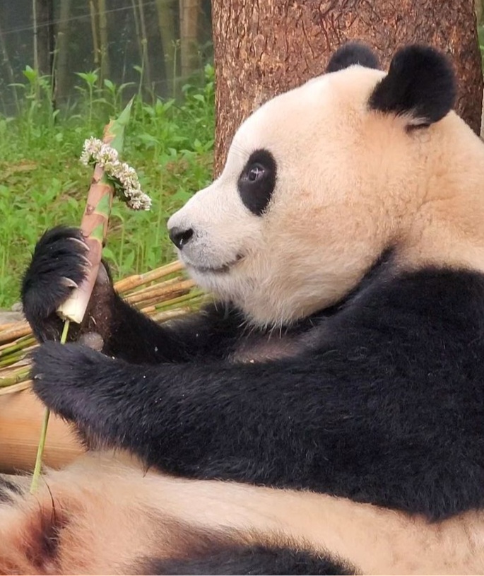 꽃을 좋아하는 푸바오에게 사육사 할아버지가 만들어주는 선물 | 인스티즈