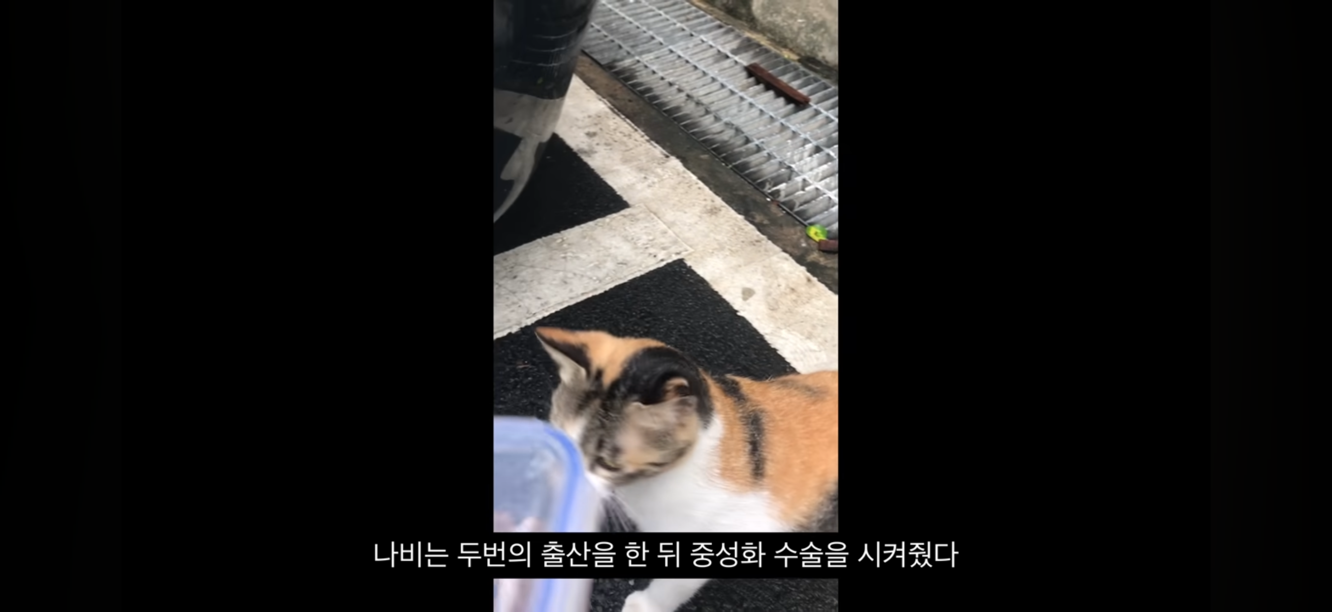7년간 매일 나를 기다리던 길냥이(해피엔딩💕) | 인스티즈