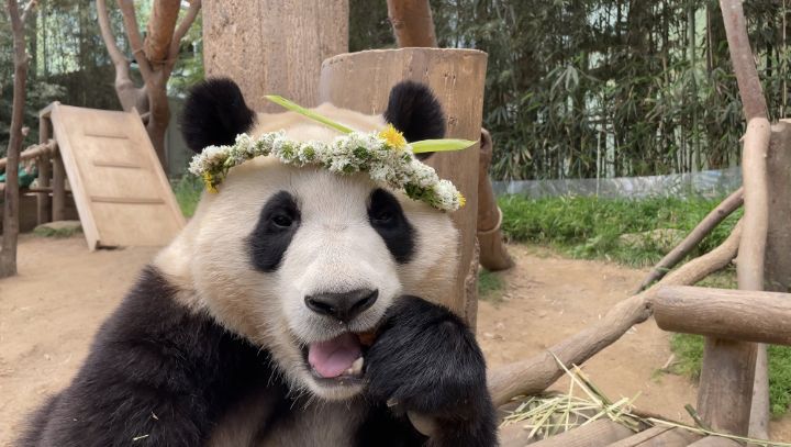 꽃을 좋아하는 푸바오에게 사육사 할아버지가 만들어주는 선물 | 인스티즈