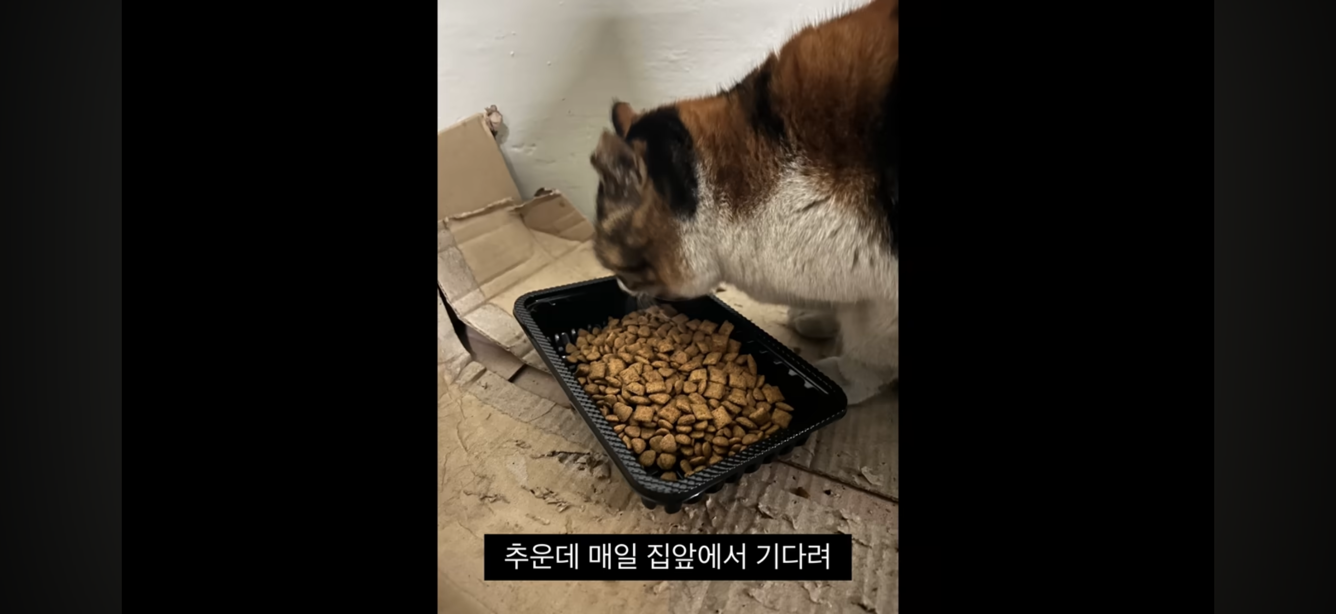 7년간 매일 나를 기다리던 길냥이(해피엔딩💕) | 인스티즈