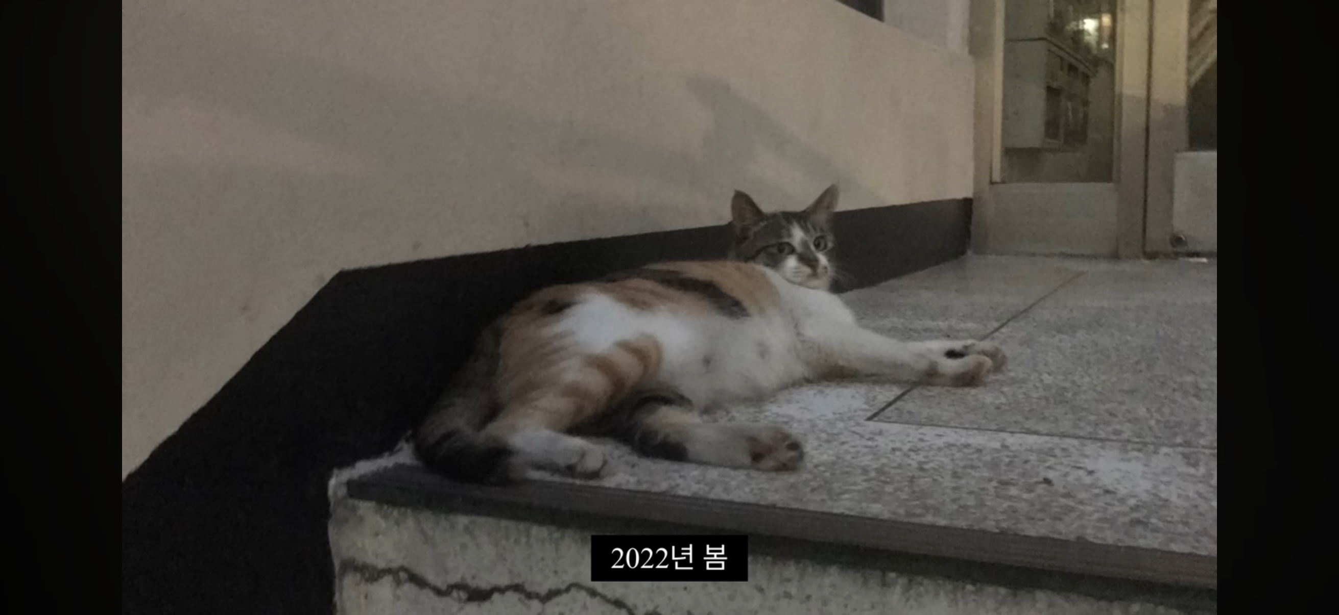7년간 매일 나를 기다리던 길냥이(해피엔딩💕) | 인스티즈