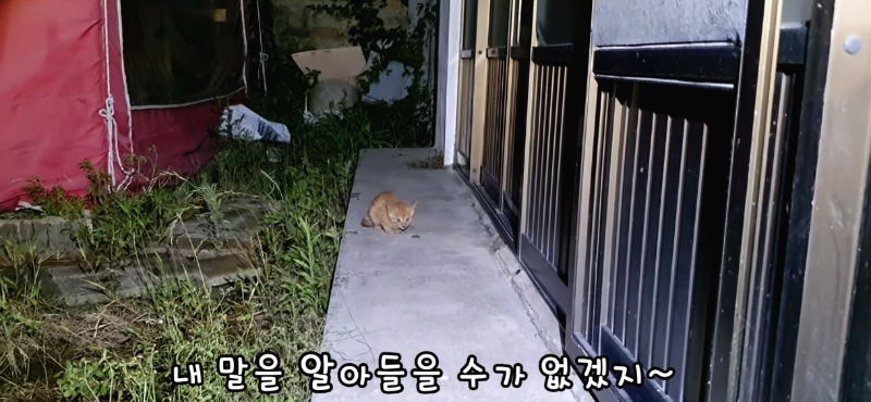 [매탈남] 살고 싶어서 새벽 2시에 찾아온 새끼 고양이 | 인스티즈