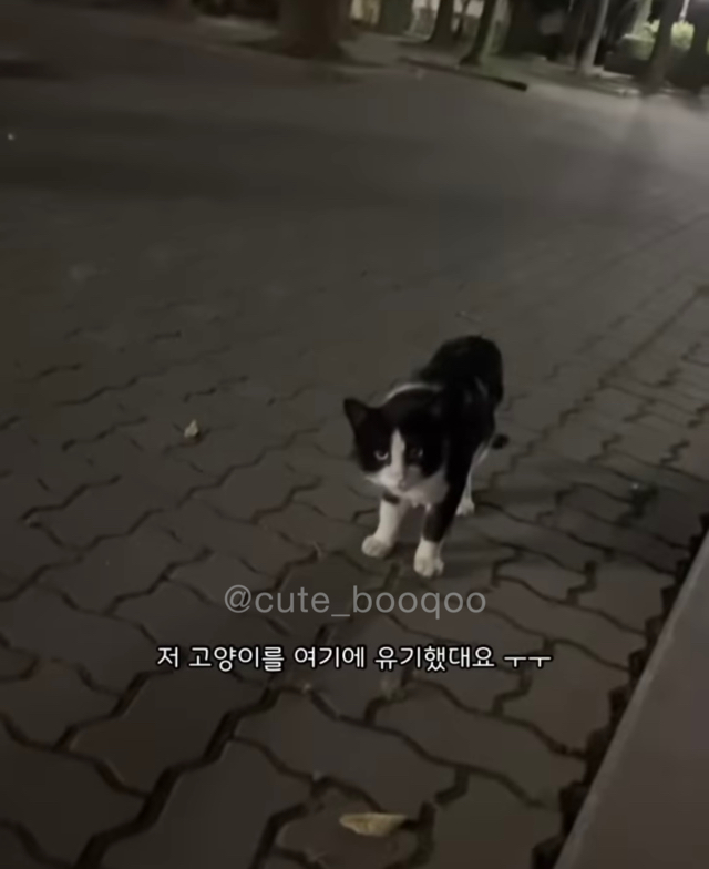 고양이가 가까이 와서 얼굴 확인한 이유 | 인스티즈