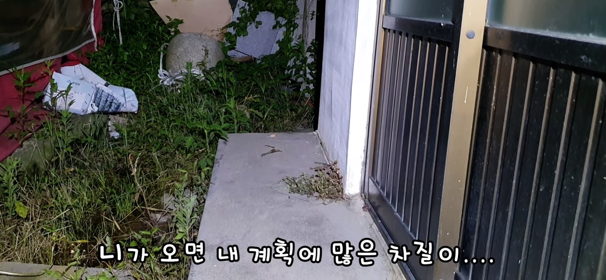 [매탈남] 살고 싶어서 새벽 2시에 찾아온 새끼 고양이 | 인스티즈