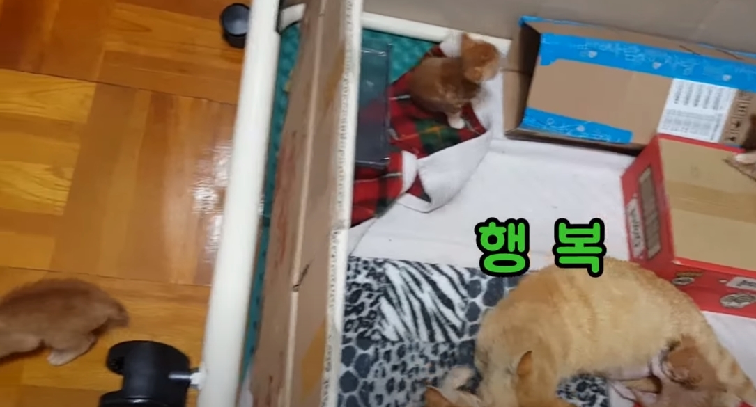 [매탈남] 고알못 집사한테 진심인 아기고양이.jpg | 인스티즈