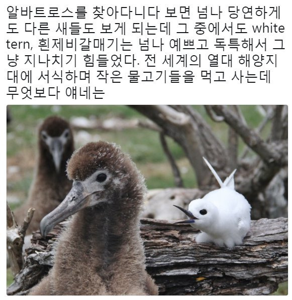 태어난 김에 사는 새.JPG | 인스티즈