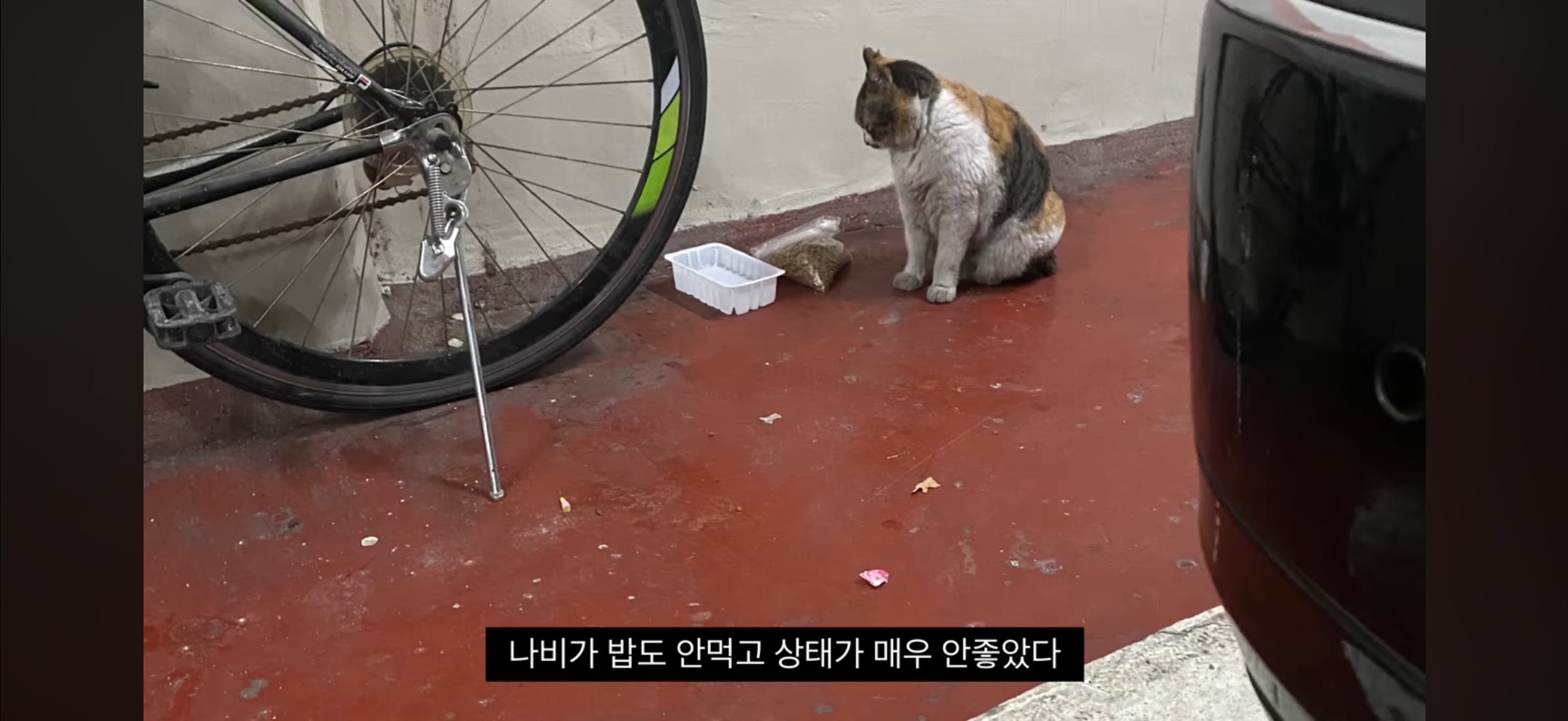 7년간 매일 나를 기다리던 길냥이(해피엔딩💕) | 인스티즈