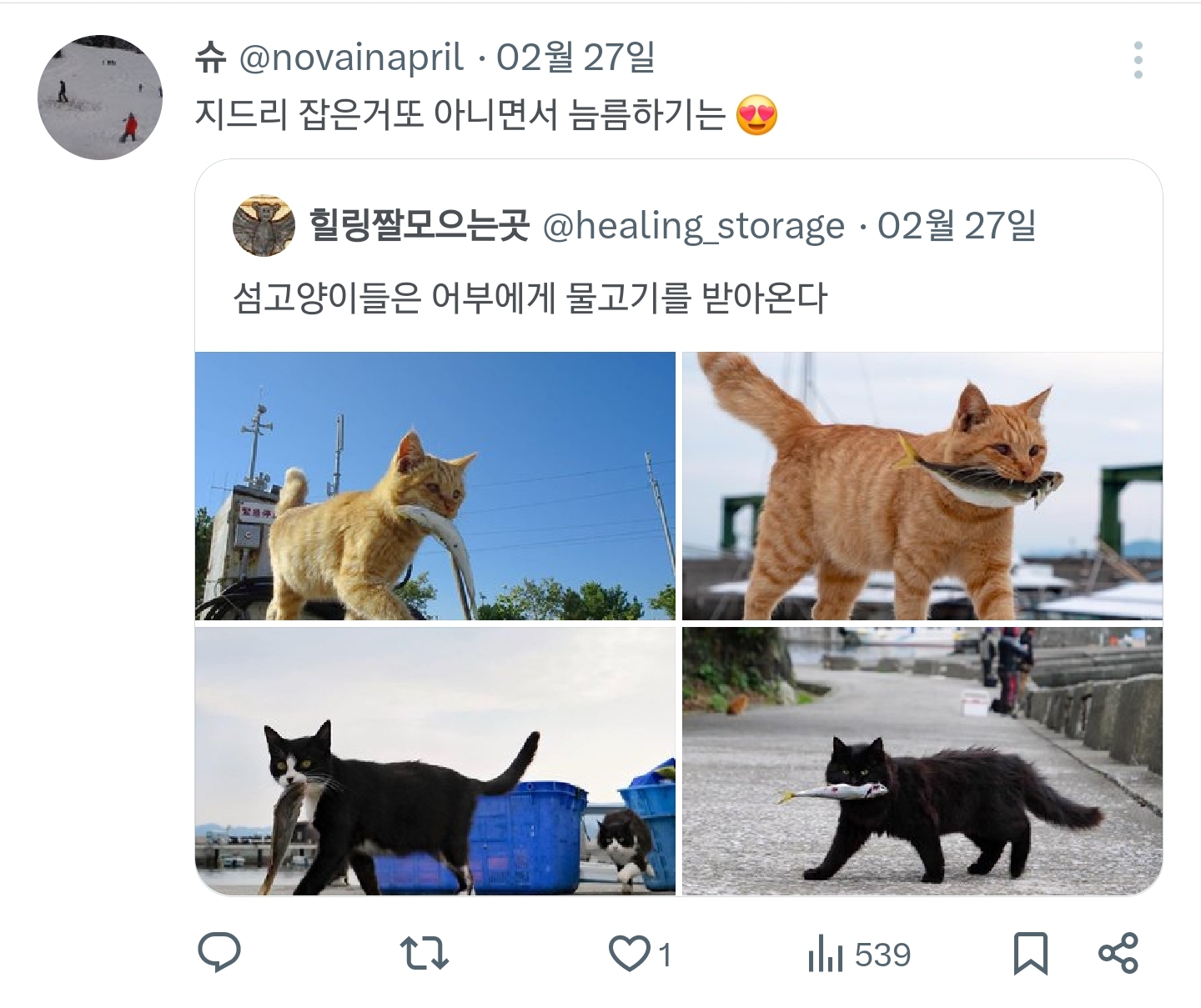 섬고양이들은 어부에게 물고기를 받아온다 | 인스티즈