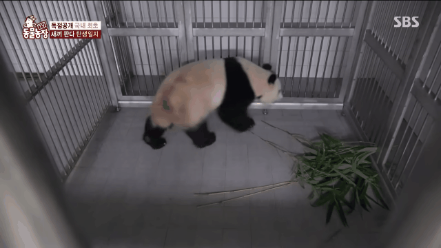 푸바오 출산때와 180도 달라진 아이바오.GIF | 인스티즈