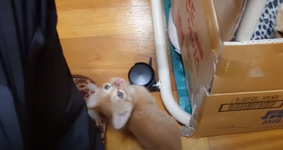 [매탈남] 고알못 집사한테 진심인 아기고양이.jpg | 인스티즈
