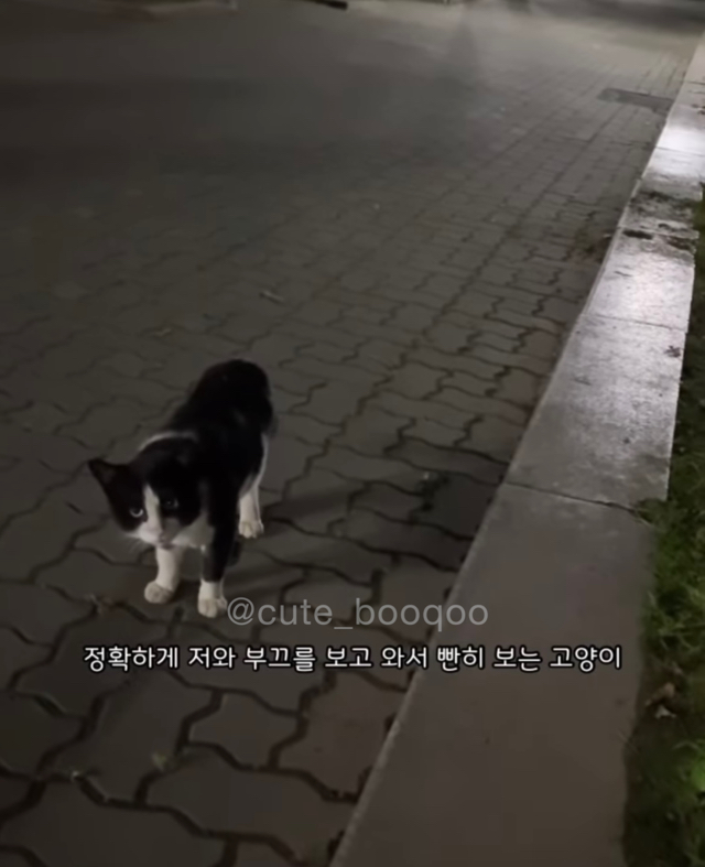 고양이가 가까이 와서 얼굴 확인한 이유 | 인스티즈