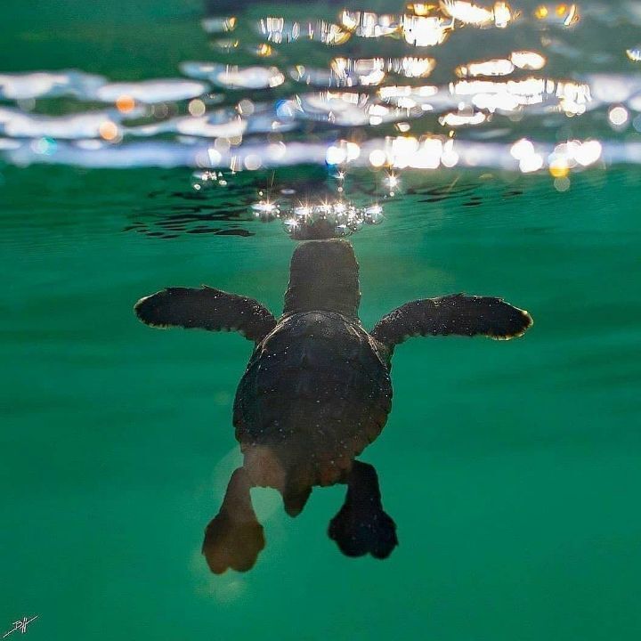 마음이 몽글몽글해지는 아기바다거북이 | 인스티즈
