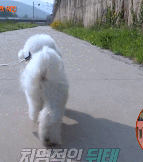 오늘 세상에 이런일에 나온 행복한 강아지.gif | 인스티즈