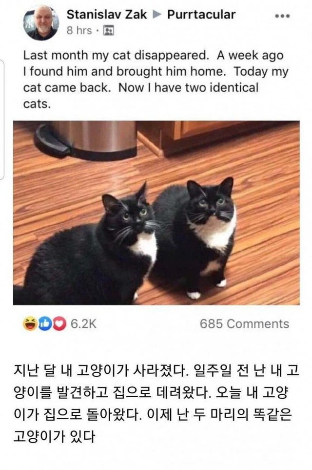고양이를 잃어버린 집사 | 인스티즈