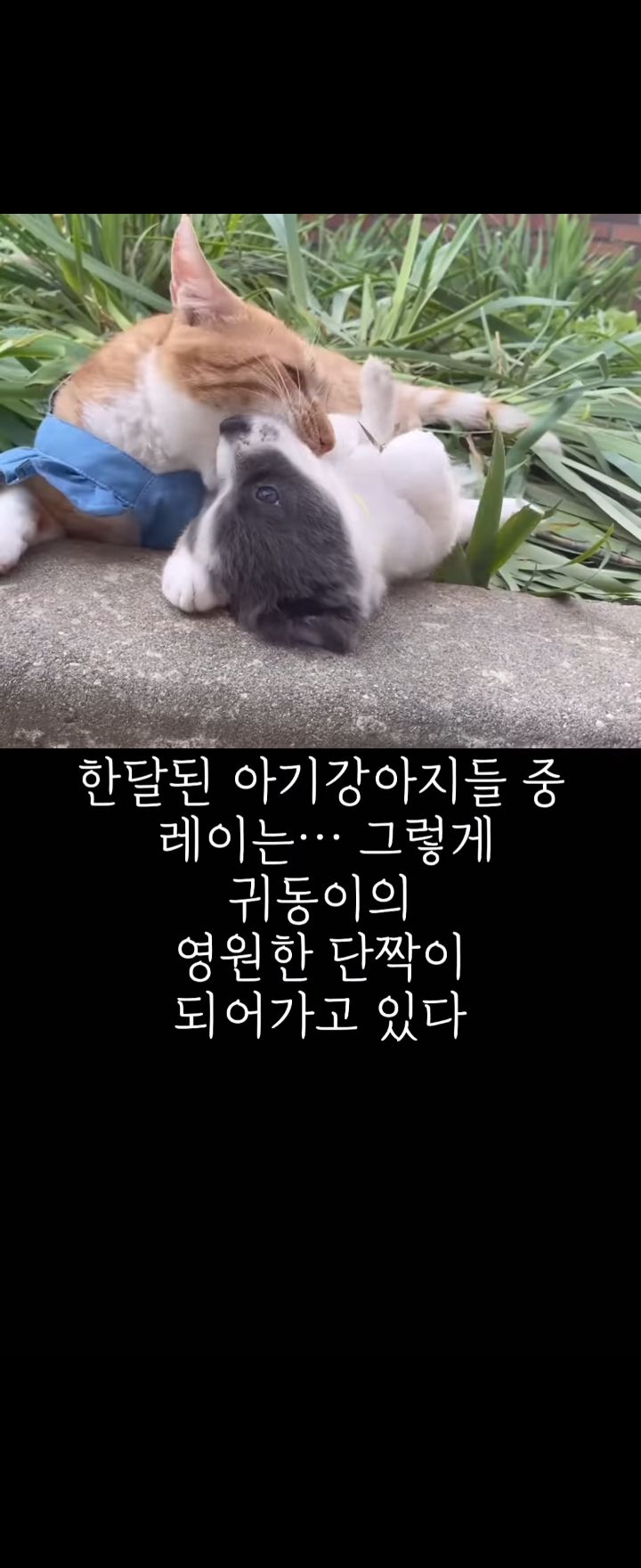 무리에 끼지 못하는 아픈 고양이의 친구가 되어준 새끼강아지.jpg | 인스티즈