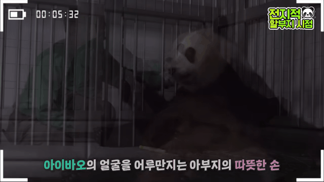 푸바오 출산때와 180도 달라진 아이바오.GIF | 인스티즈