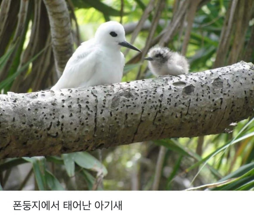 태어난 김에 사는 새.JPG | 인스티즈