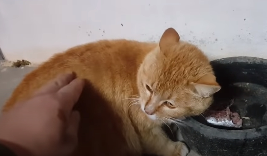 8e82c9e3ae3034187b19ed60733501d47bb9e21f