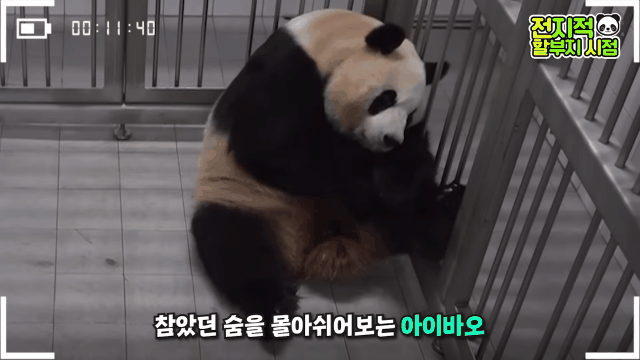 푸바오 출산때와 180도 달라진 아이바오.GIF | 인스티즈