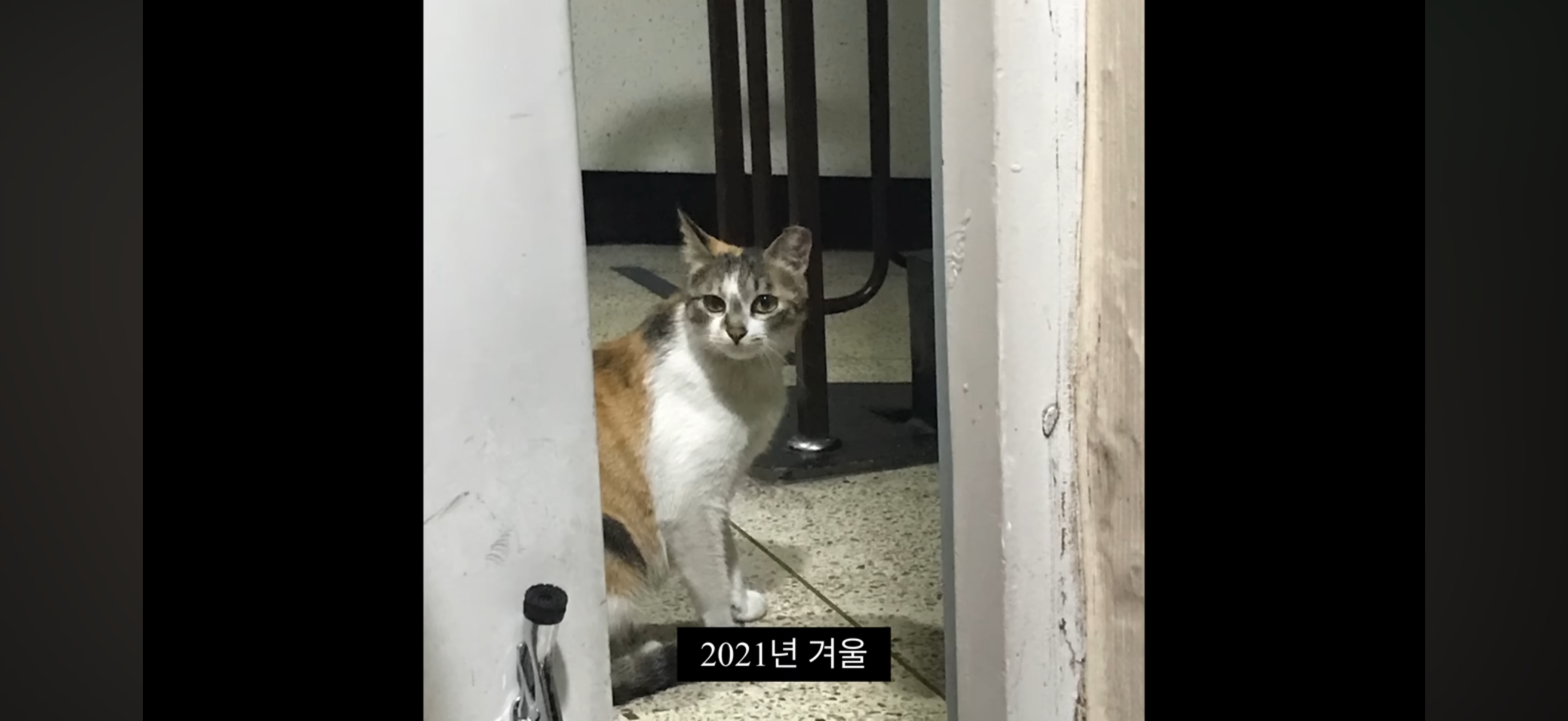 7년간 매일 나를 기다리던 길냥이(해피엔딩💕) | 인스티즈