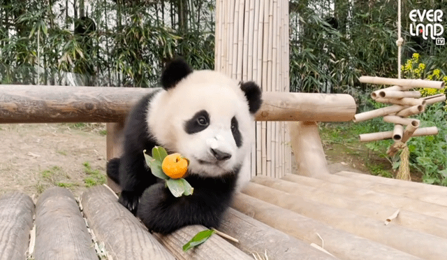 꽃을 좋아하는 푸바오에게 사육사 할아버지가 만들어주는 선물 | 인스티즈