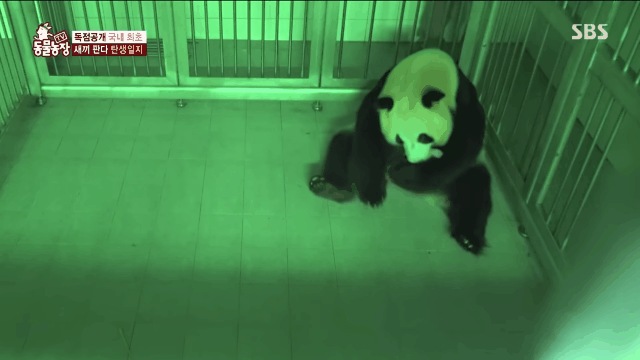 푸바오 출산때와 180도 달라진 아이바오.GIF | 인스티즈