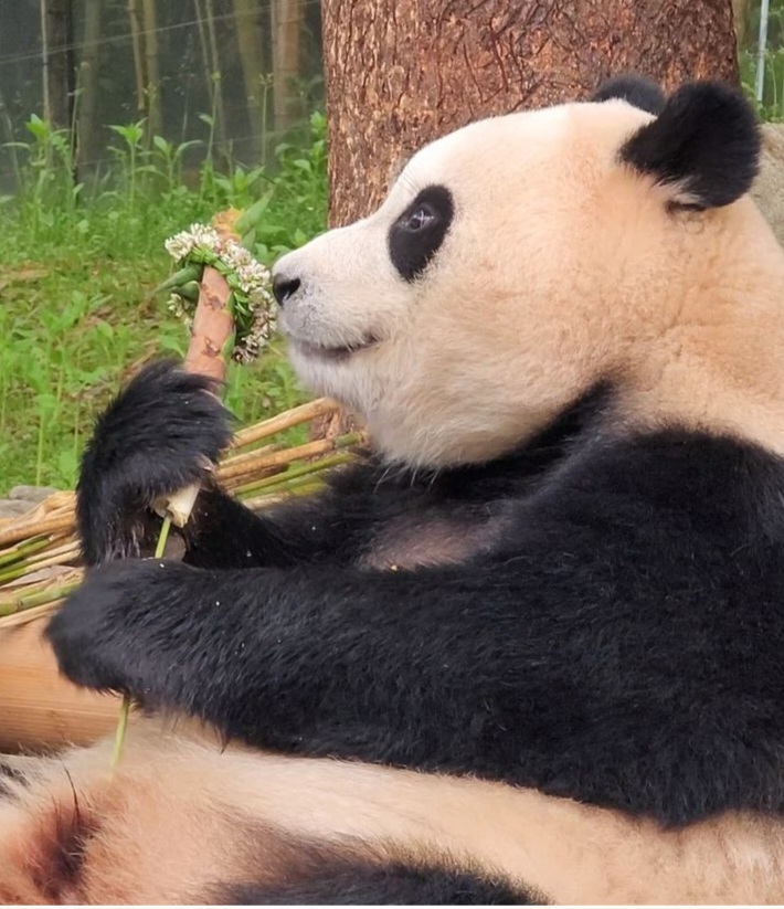 꽃을 좋아하는 푸바오에게 사육사 할아버지가 만들어주는 선물 | 인스티즈