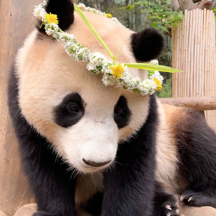 꽃을 좋아하는 푸바오에게 사육사 할아버지가 만들어주는 선물 | 인스티즈