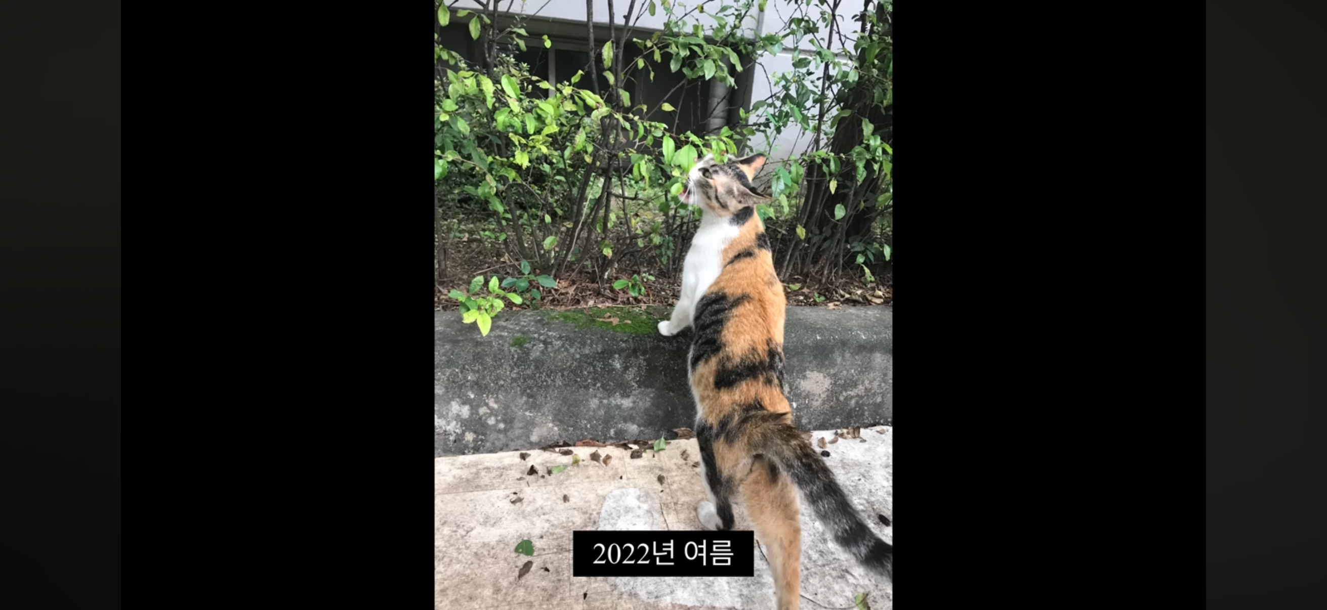 7년간 매일 나를 기다리던 길냥이(해피엔딩💕) | 인스티즈