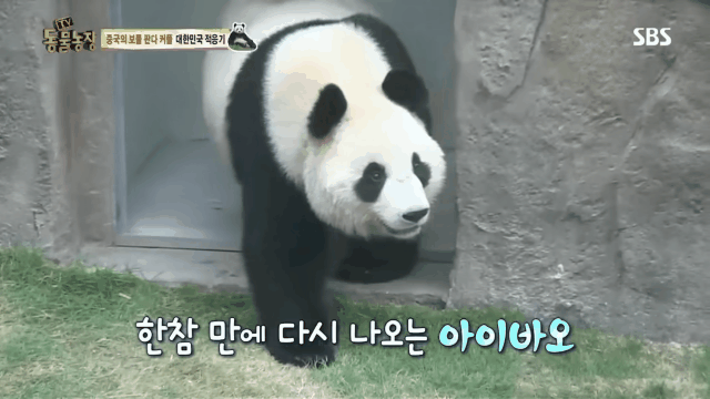 푸바오 출산때와 180도 달라진 아이바오.GIF | 인스티즈