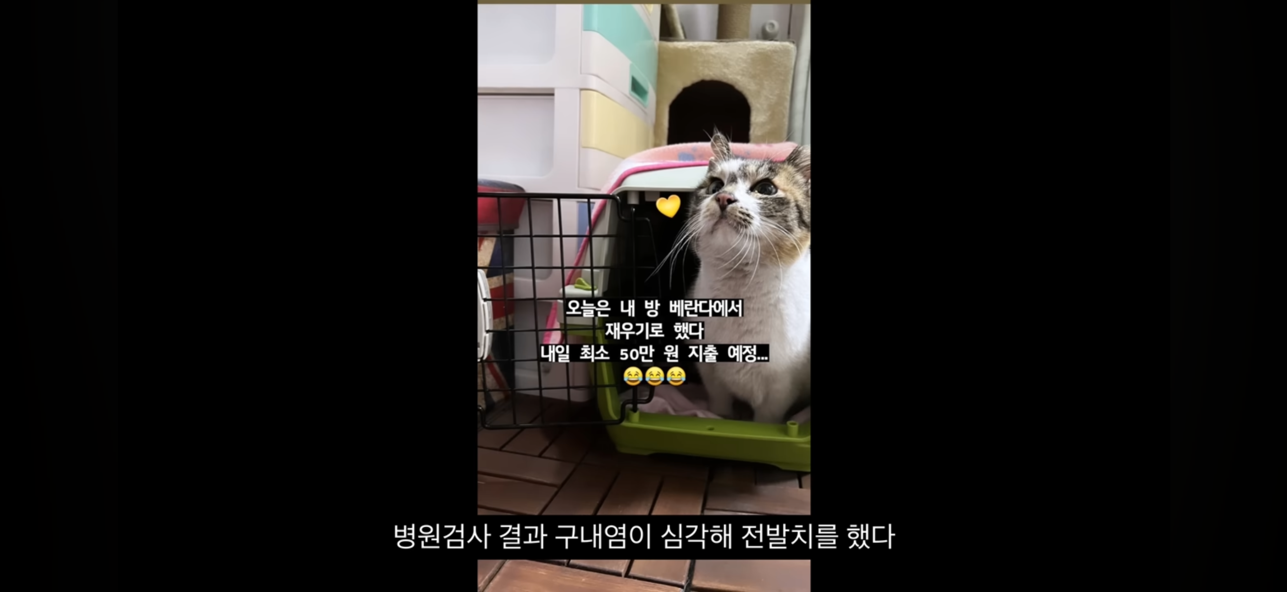 7년간 매일 나를 기다리던 길냥이(해피엔딩💕) | 인스티즈