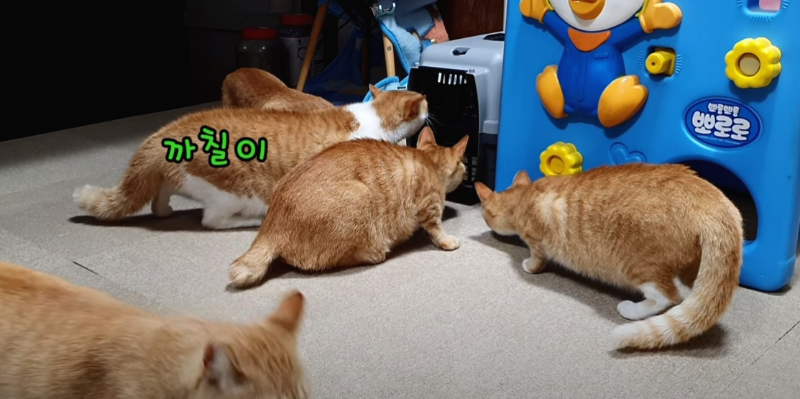 [매탈남] 살고 싶어서 새벽 2시에 찾아온 새끼 고양이 | 인스티즈