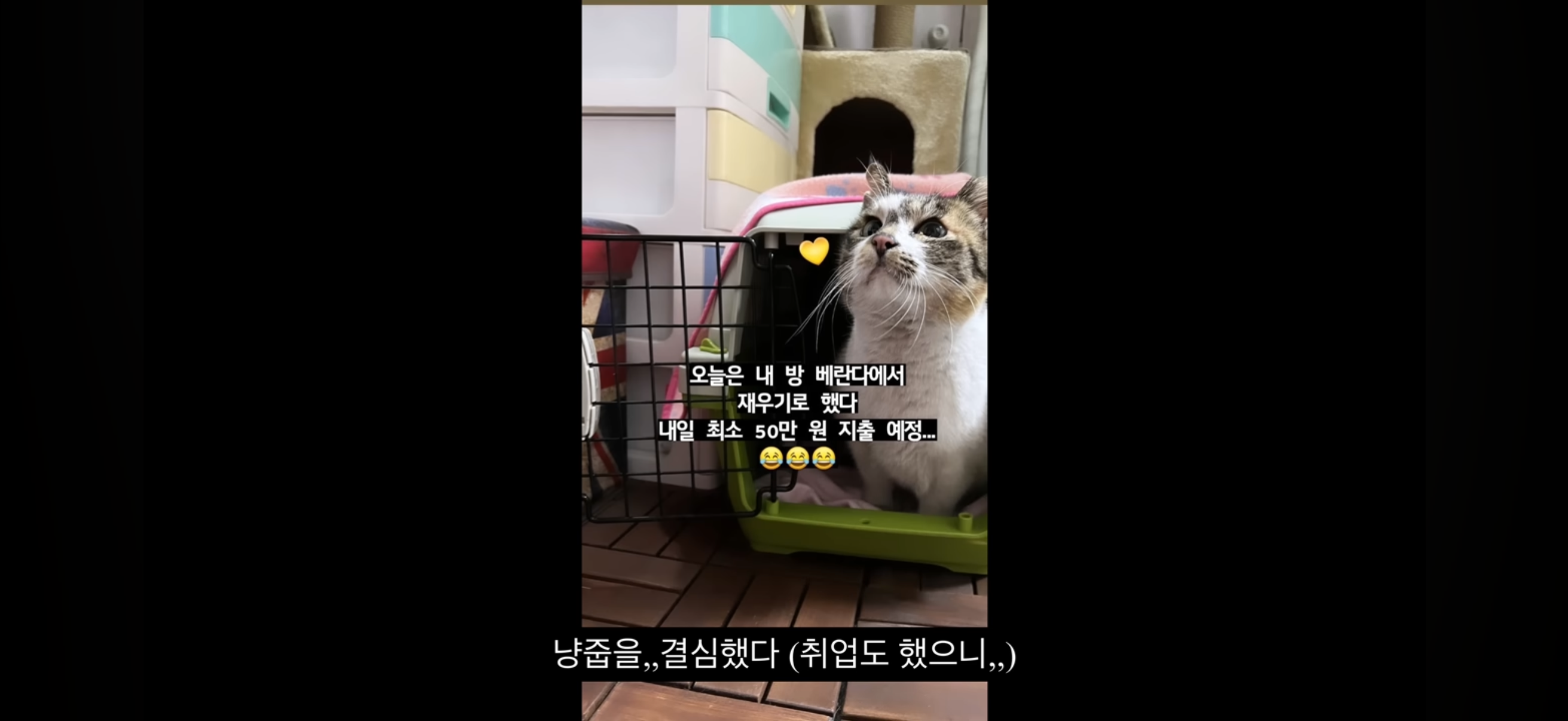 7년간 매일 나를 기다리던 길냥이(해피엔딩💕) | 인스티즈