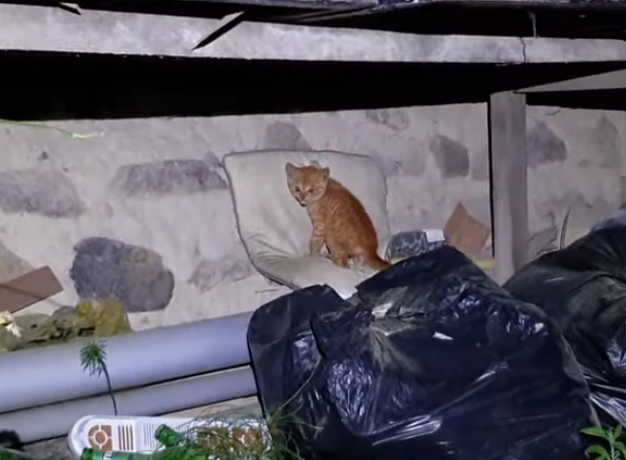 [매탈남] 살고 싶어서 새벽 2시에 찾아온 새끼 고양이 | 인스티즈